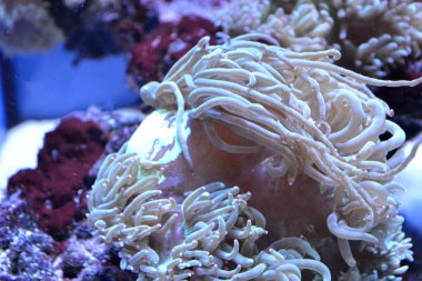 Deniz yosunu ve mercan. Su altı yaşamı.