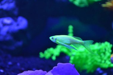 Suyun altında egzotik balıklar. Su altı yaşamı.