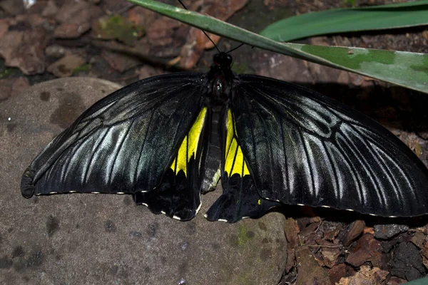 Vacker Fjäril Gröna Blad Tropiskt Djurliv Vackra Insekter Naturens Skönhet — Stockfoto