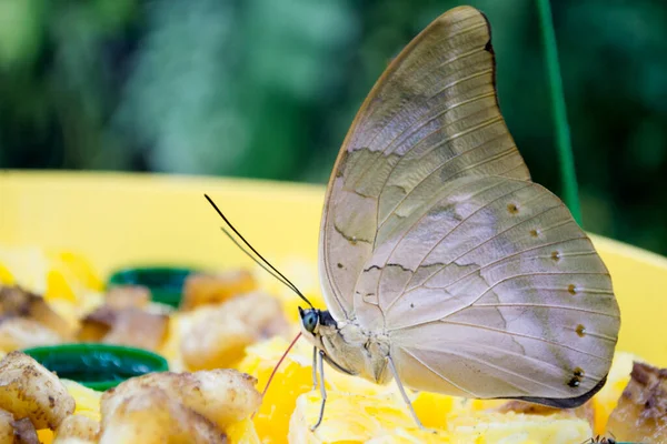 Beau Papillon Sur Une Feuille Verte Faune Tropicale Beaux Insectes — Photo