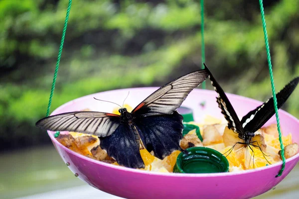 Beautiful Butterfly Green Leaves Tropical Wildlife Beautiful Insects Beauty Nature — Stock fotografie