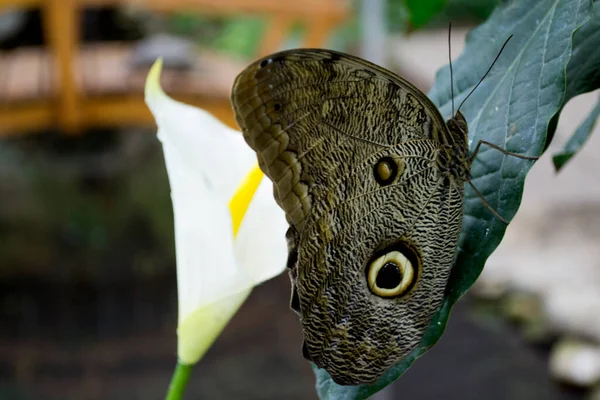 Beau Papillon Sur Une Feuille Verte Faune Tropicale Beaux Insectes — Photo