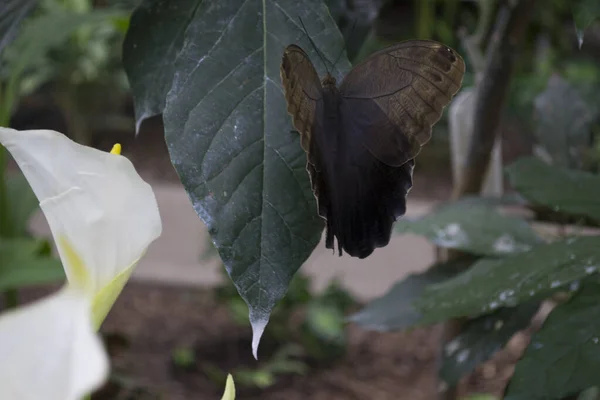 Beau Papillon Sur Une Feuille Verte Faune Tropicale Beaux Insectes — Photo