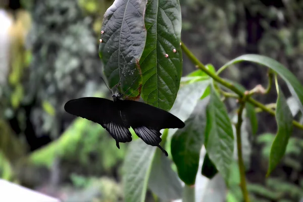 緑の葉の上に美しい蝶 熱帯の野生動物 美しい昆虫だ 自然の美しさ マクロ自然 — ストック写真
