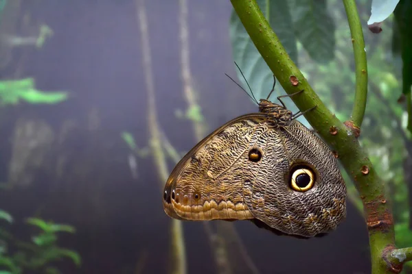 Bella Farfalla Foglie Verdi Fauna Selvatica Tropicale Bellissimi Insetti Bellezza — Foto Stock