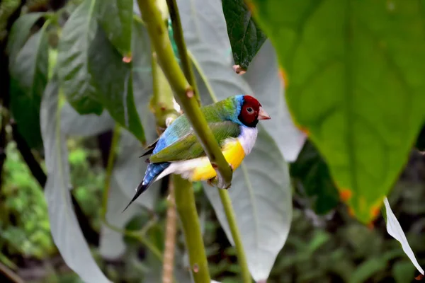 Colorful Tropical Parrot Sitting Branch — Stock Photo, Image