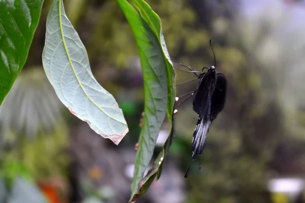 Schöner Schmetterling Auf Einem Grünen Blatt Tropische Tierwelt Schöne Insekten — Stockfoto