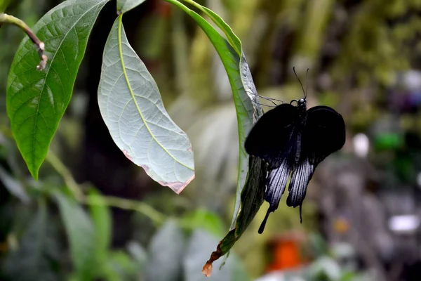 Yeşil Yaprakların Üzerinde Güzel Bir Kelebek Tropik Vahşi Yaşam Güzel — Stok fotoğraf