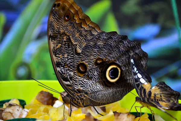 Beau Papillon Sur Une Feuille Verte Faune Tropicale Beaux Insectes — Photo