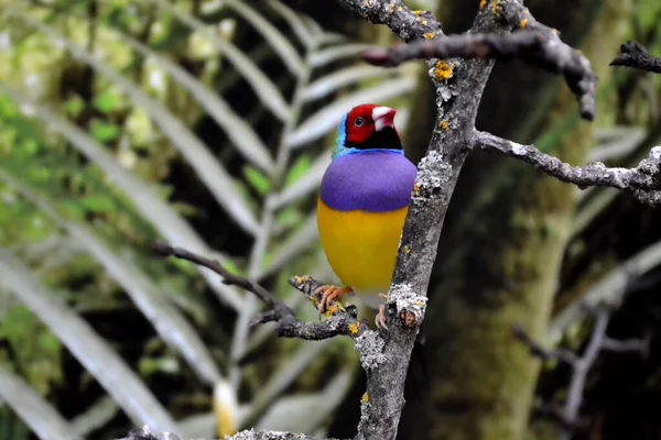 Perroquet Tropical Coloré Assis Sur Branche — Photo