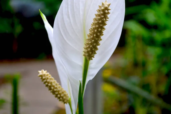 Beyaz Tropikal Çiçeklerin Açması — Stok fotoğraf