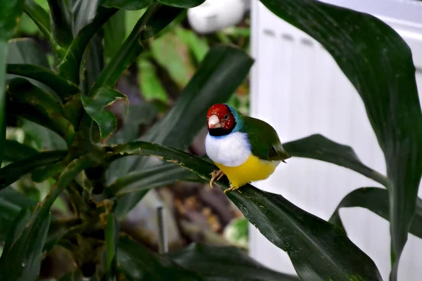 Colorful Tropical Parrot Sitting Branch — Foto de Stock