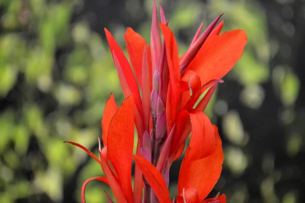 Blühen Der Roten Tropischen Blume — Stockfoto