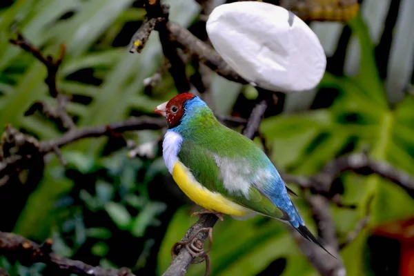 Colorful Tropical Parrot Sitting Branch — Stock fotografie