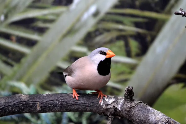 Красочный Тропический Попугай Сидит Ветке — стоковое фото