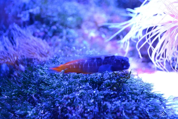 Exotic Fish Underwater Underwater Life — Stock Photo, Image