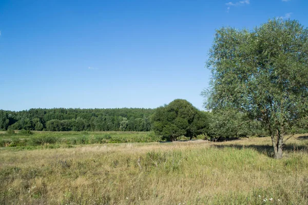 Letní Krajina Pole — Stock fotografie