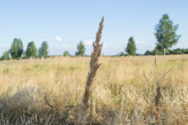 Suchá Rostlina Letním Poli Krajiny — Stock fotografie