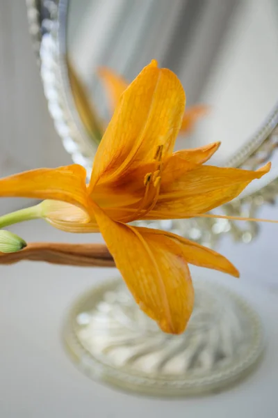 The orange lily near mirror. Flowers and mirror reflection.