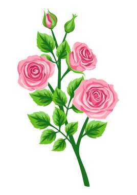 Gül dalının tasviri. Güzel dekoratif gerçekçi bitki. Doğal görüntü.