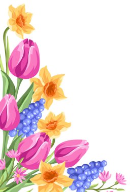 Çiçeklerle dekoratif arka plan. Bahar muscari, lale ve narsis. Güzel gerçekçi çiçekler, tomurcuklar ve yapraklar. Doğal illüstrasyon.
