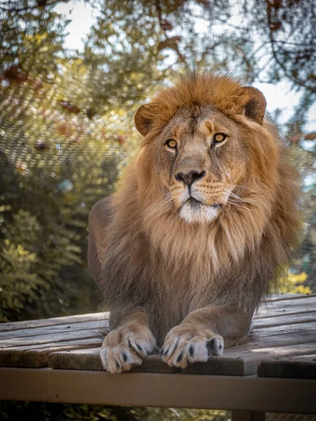 阳光明媚的日子 狮子王坐在木地板上 — 图库照片