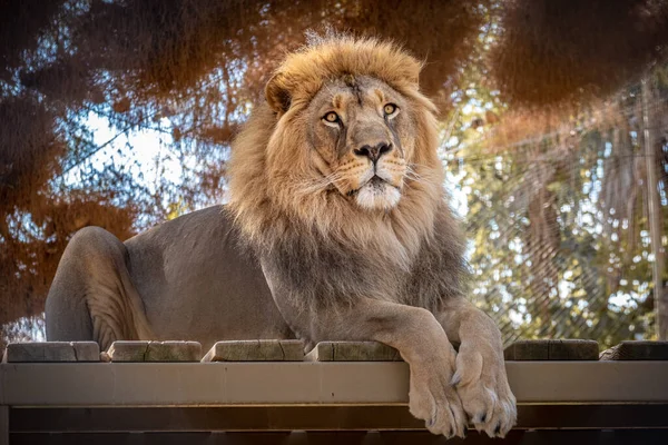 阳光明媚的日子 狮子王坐在木地板上 — 图库照片