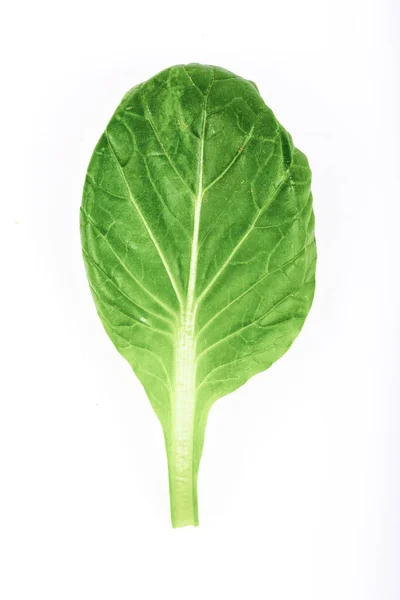 Verse Tatsoi Salade Geïsoleerd Witte Achtergrond — Stockfoto