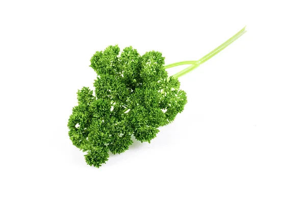 Fresh Chervil Parsley White Background — Stock Photo, Image