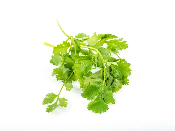 Fresh Green Vegan Vitamin Parsley Isolated White Background — Stock Photo, Image