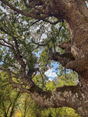 Büyük bükülmüş ağaç gövdesi ve parlak gökyüzüne uzanan dallar.