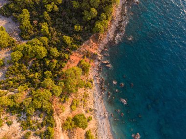 Top-down aerial of dense coastal forest meeting turquoise shoreline