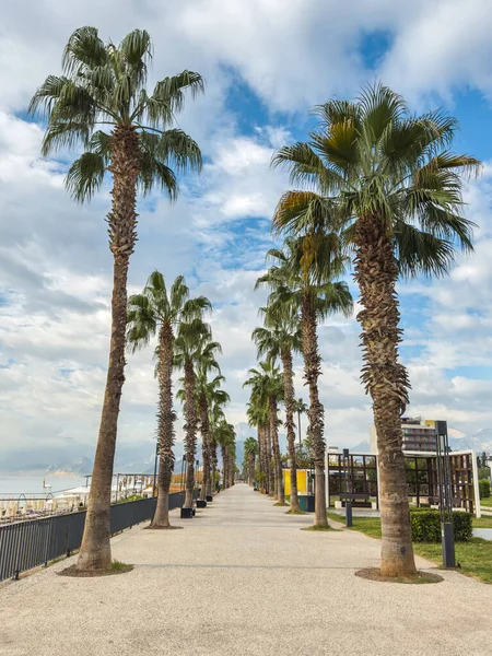 Türkiye 'nin Antalya kentindeki Konyaalti plajı boyunca Palm-line yaya geçidi