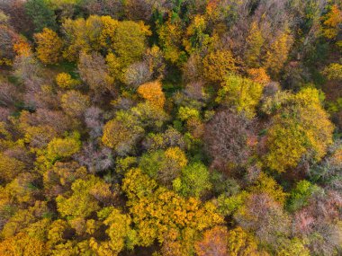 Yoğun renkli yapraklarla yukarıdan görülen canlı sonbahar ormanı