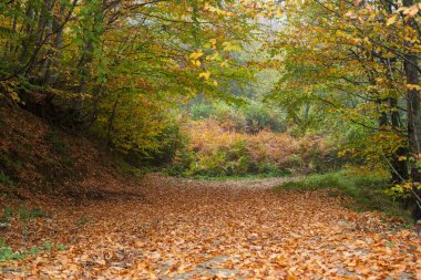 Yaprakla kaplı bir orman yolu, parlak bir sonbahar ormanına çıkar.
