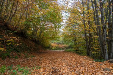 Yaprakla kaplı bir orman yolu, parlak bir sonbahar ormanına çıkar.