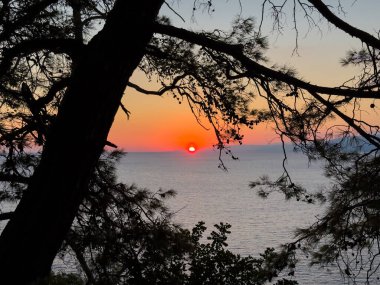 Akdeniz 'in yukarısındaki çam dallarının arasından görünen renkli günbatımı