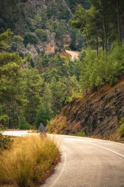 Yeşil ormandan geçen yol yolculuk ve hareket hissi yaratıyor.
