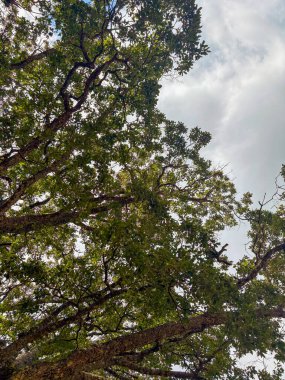 Orman ağaçlarının arasından parlak bulutlu gökyüzüne bakıyorum.