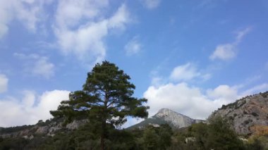 Dağ manzarası ve mavi gökyüzüne karşı yalnız çam ağacı