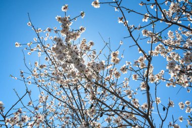 Parlak mavi gökyüzünün altındaki badem ağaçlarında açan beyaz bahar çiçekleri.