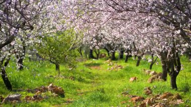 Çiçek açan badem ağaçları manzaralı bahar meyve bahçesi patikası oluşturuyor.