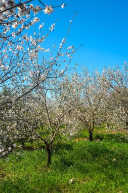 Çiçek açan badem ağaçları manzaralı bahar meyve bahçesi patikası oluşturuyor.