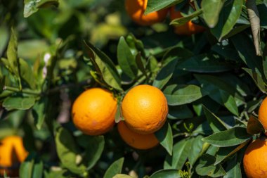 Turuncu meyve bahçesi yolu olgun narenciye ağaçlarıyla çevrili.