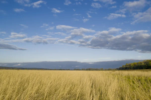 ears of rye on the field and storm clouds in the sky, landscape