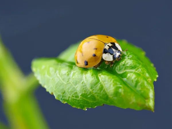 Mariquita en la hoja . — Foto de Stock