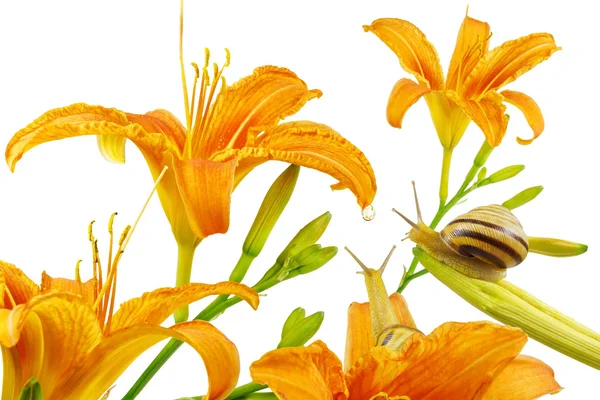 Fleurs de lis orange et paire d'escargots regardant goutte d'eau isolé sur blanc Images De Stock Libres De Droits