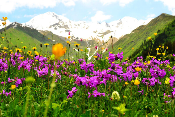 Flower meadow in mountains.