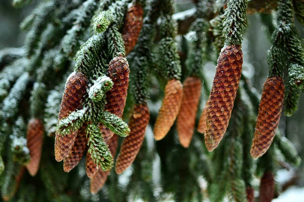 Snöiga Grenar Vinterskogen — Stockfoto