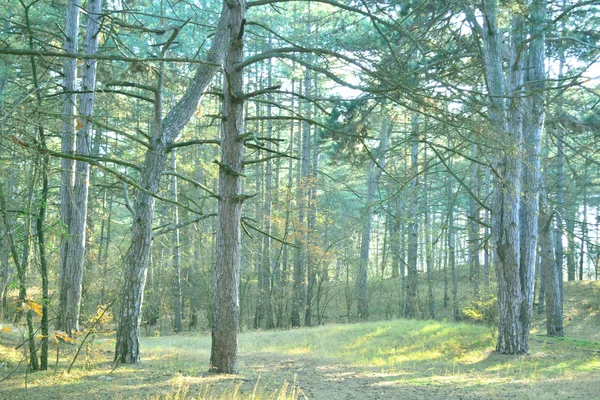 Floresta de outono — Fotografia de Stock